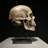 Human Skull on Stand Brown - RS032