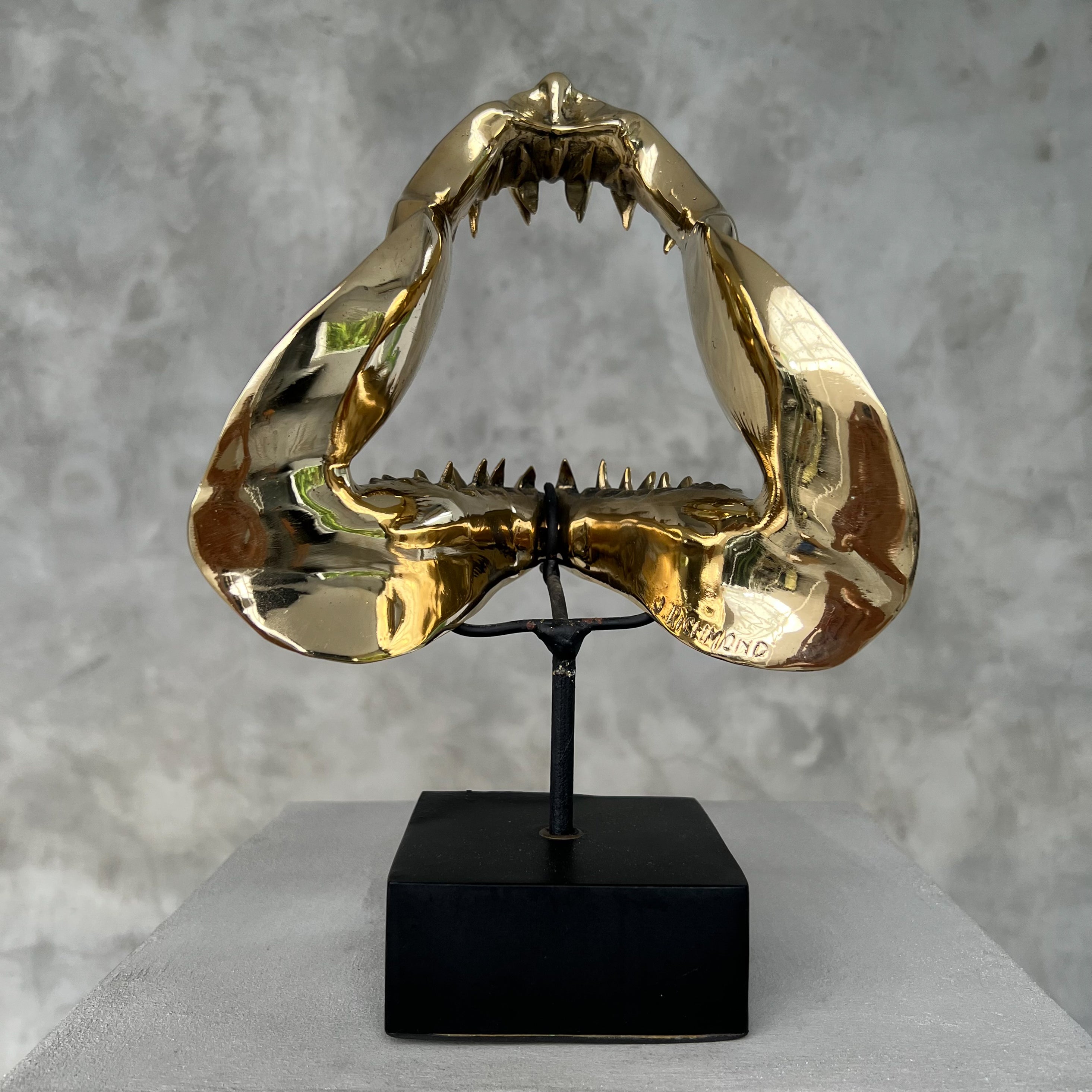 Shark Mako Jaw Polished Bronze - Medium