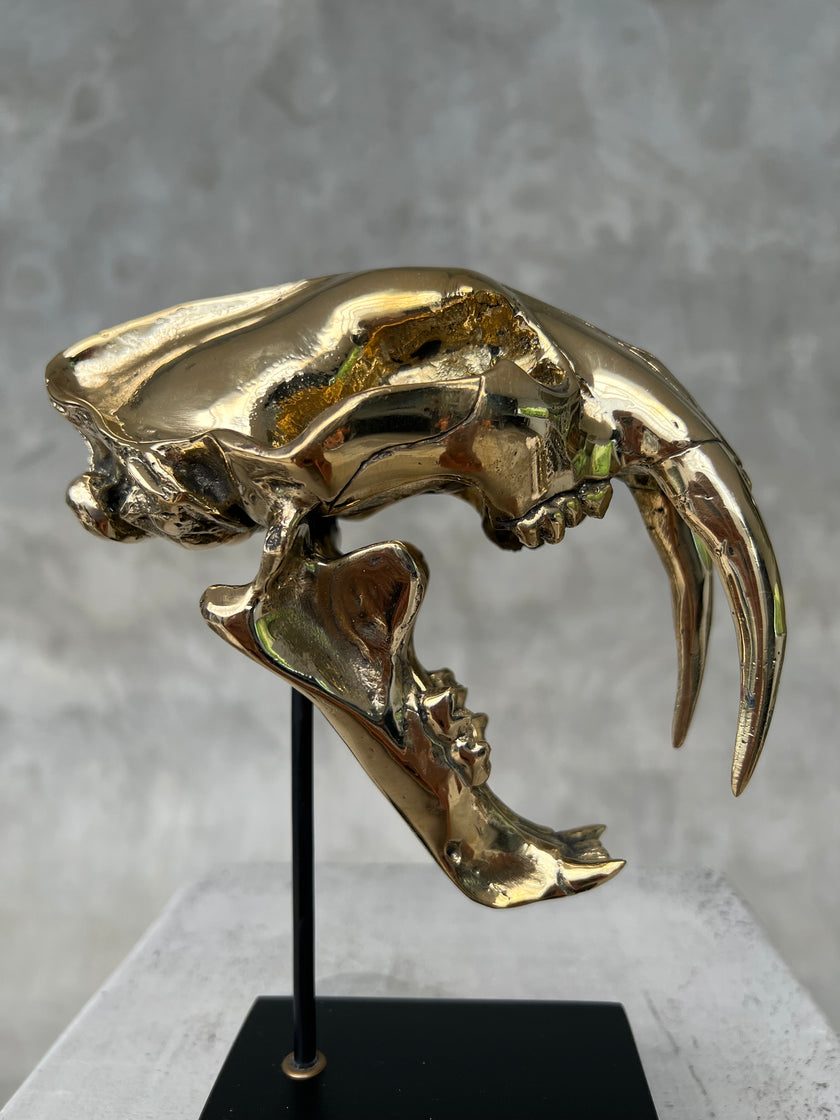 Saber Tooth TIger Polished Bronze Small