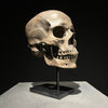 Human Skull on Stand Brown - RS032