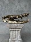 Crocodile Skull without Base Polished Bronze Large