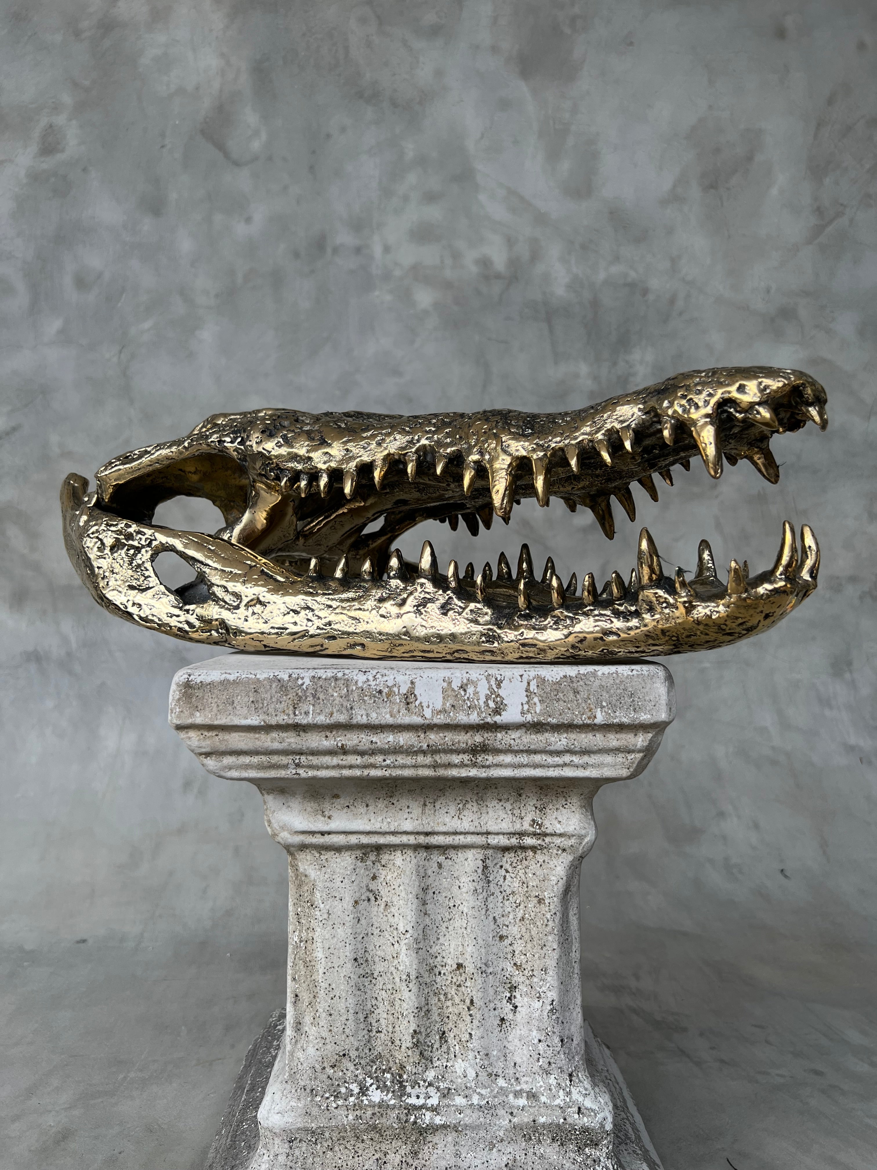 Crocodile Skull without Base Polished Bronze Large