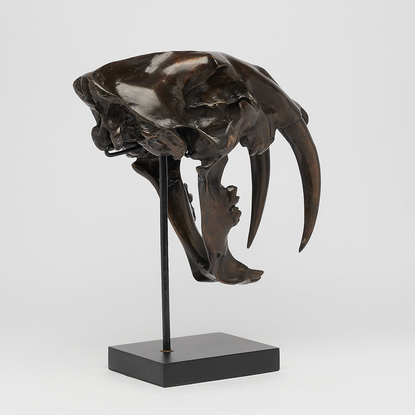 Tiger Saber Tooth Brown Bronze - Large