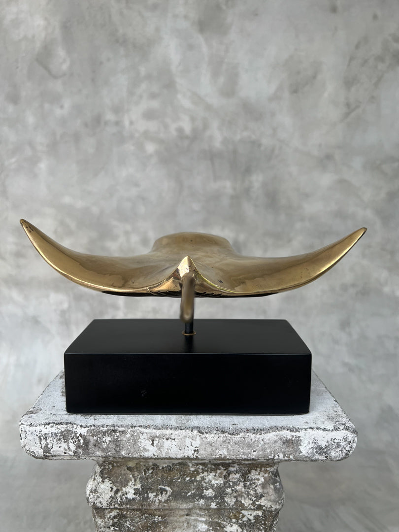 Manta Ray Polished - Medium Large