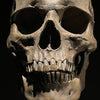 Human Skull on Stand Brown - RS032