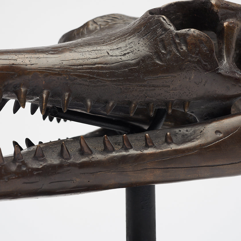 Gharial Skull 60 cm - Large Brown