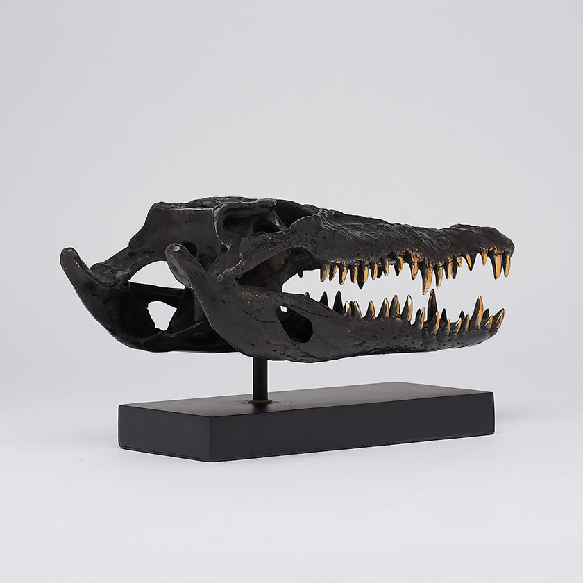 Crocodile Skull Saltwater Brown with Polished Teeth