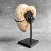 Wonderful Petrified Wood Heart-Shaped on a Custom Stand PWH/23/544