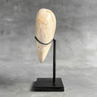 Wonderful Petrified Wood Heart-Shaped on a Custom Stand PWH/23/548