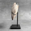 Wonderful Petrified Wood Heart-Shaped on a Custom Stand PWH/23/550