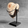 Wonderful Petrified Wood Heart-Shaped on a Custom Stand PWH/23/554