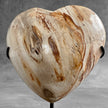 Wonderful Petrified Wood Heart-Shaped on a Custom Stand PWH/23/554