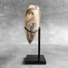 Wonderful Petrified Wood Heart-Shaped on a Custom Stand PWH/23/576