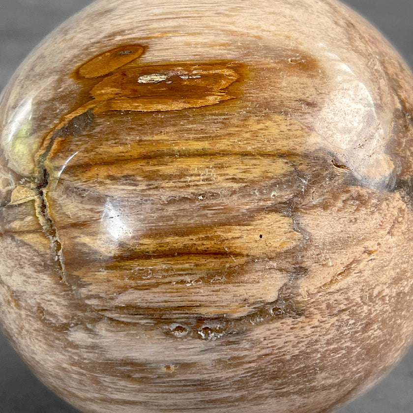 Wonderful Petrified Wood Sphere on a Custom Stand PS/527