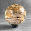 Wonderful Petrified Wood Sphere on a Custom Stand PS/571