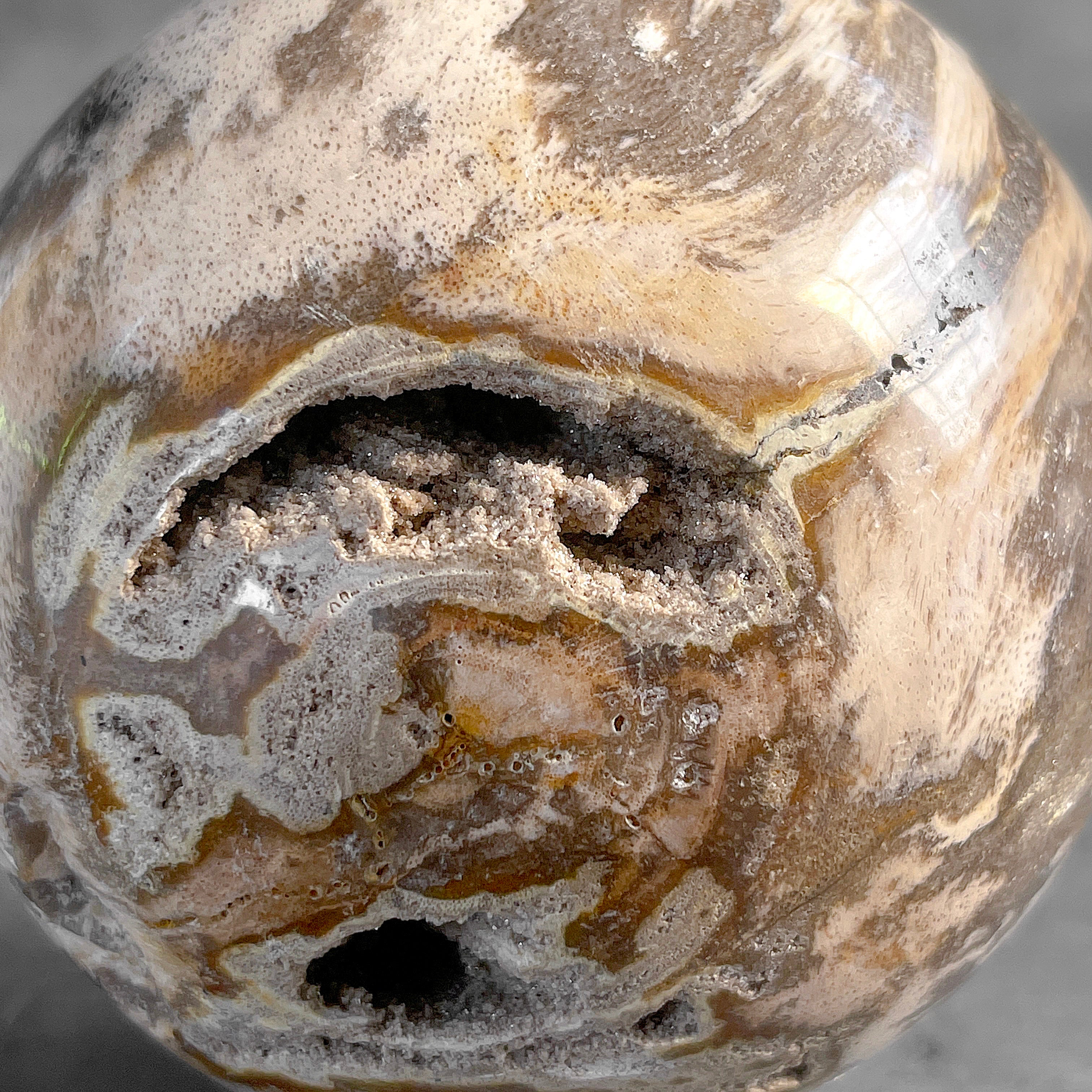 Wonderful Petrified Wood Sphere on a Custom Stand PS/558