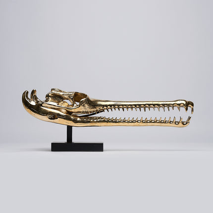 Gharial Skull Polished 60 cm - Large