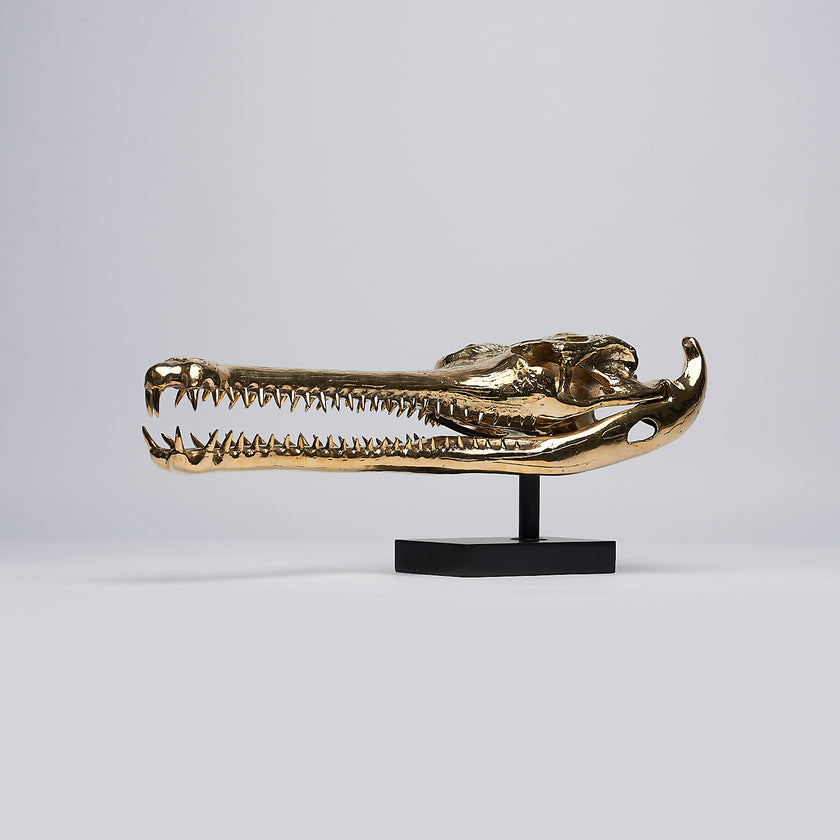 Gharial Skull Polished 60 cm - Large