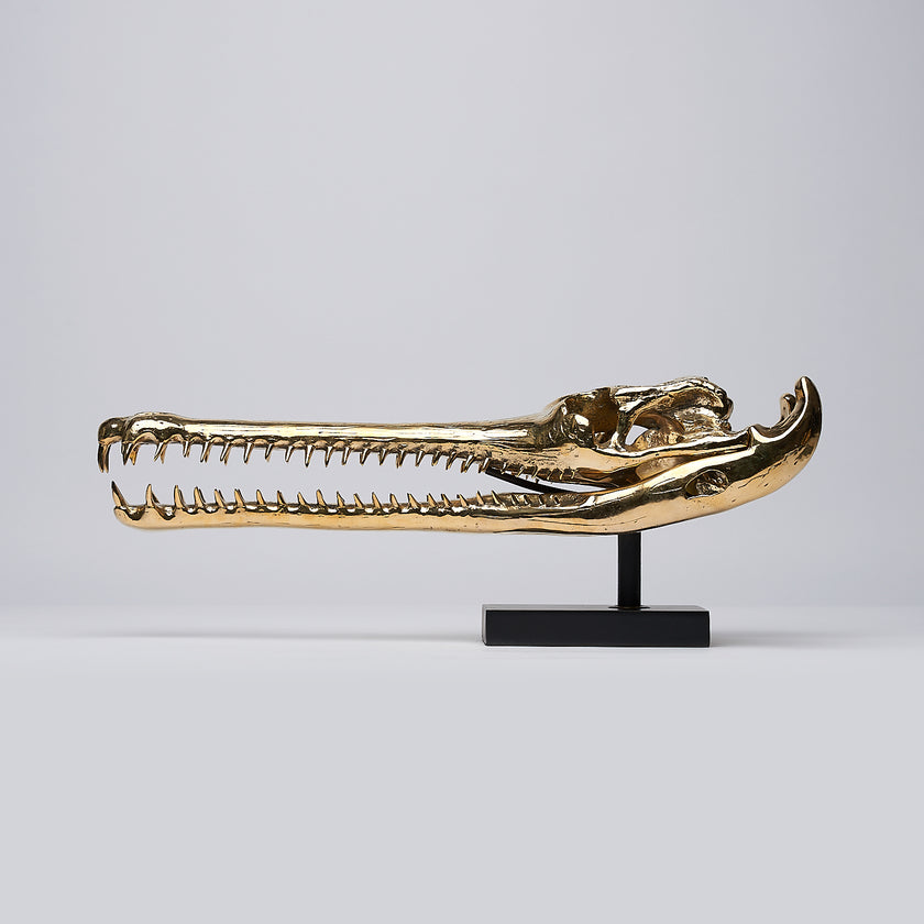 Gharial Skull Polished 60 cm - Large