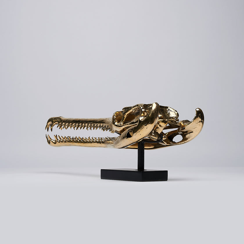 Gharial Skull Polished 60 cm - Large