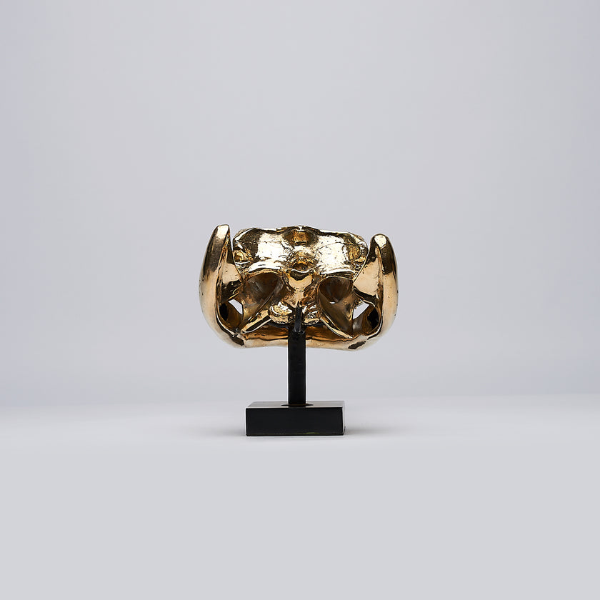 Gharial Skull Polished 60 cm - Large