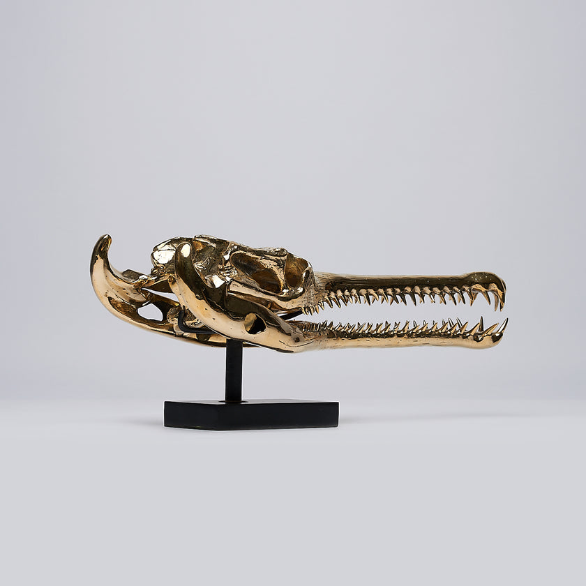 Gharial Skull Polished 60 cm - Large