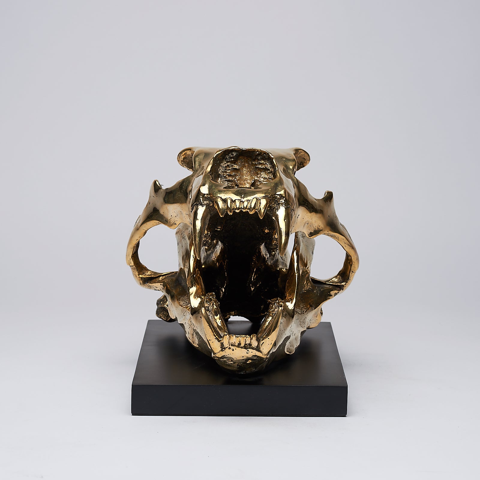 Polar Bear Skull Polished Bronze