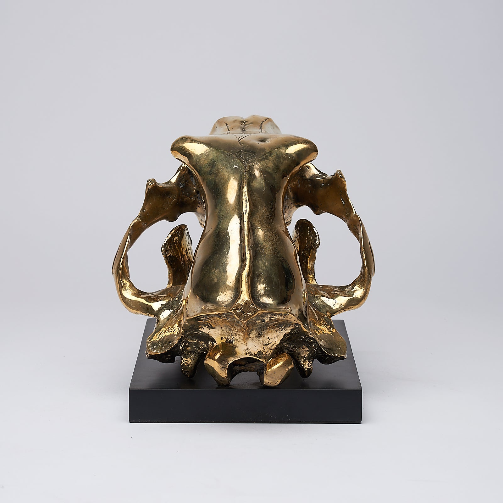 Polar Bear Skull Polished Bronze