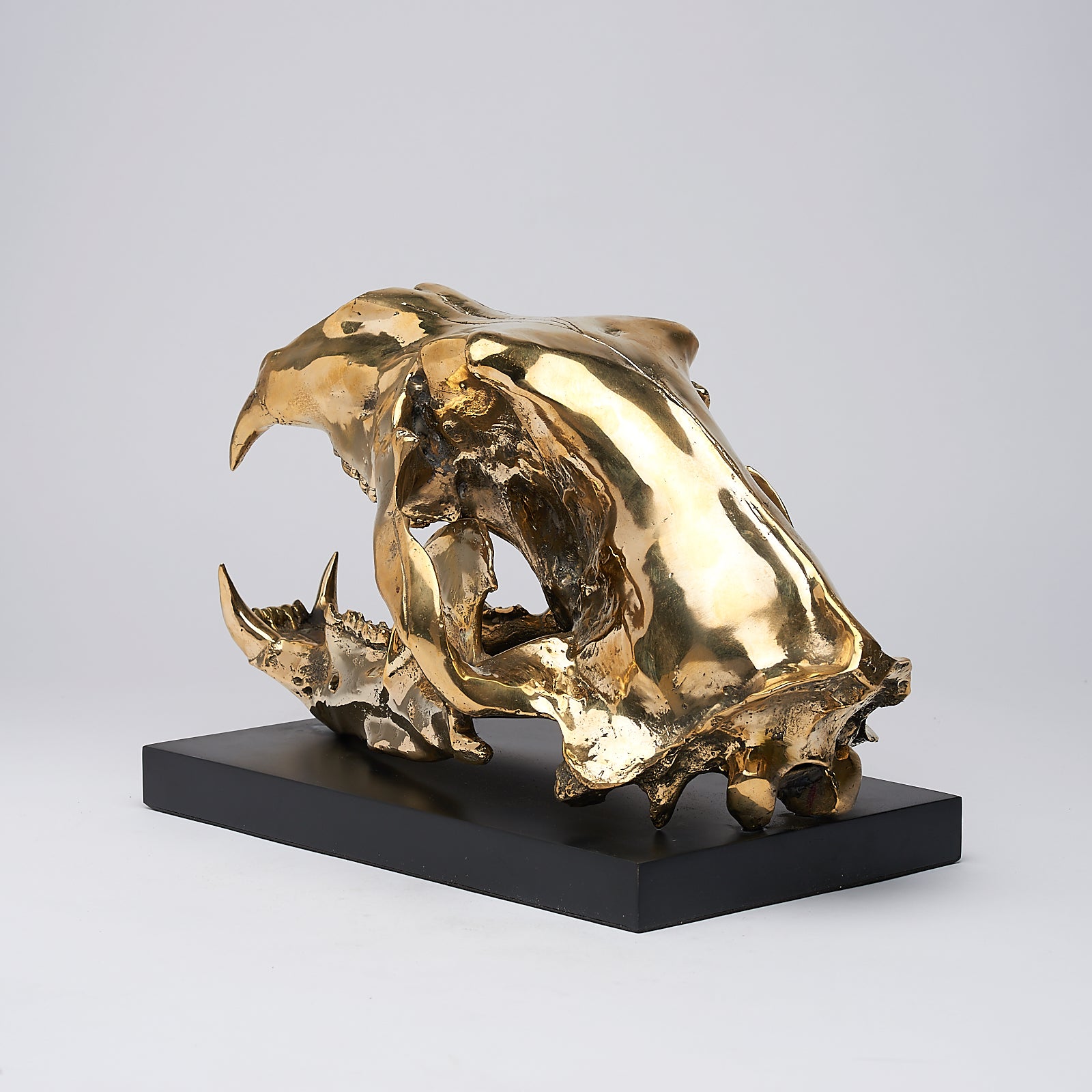 Polar Bear Skull Polished Bronze