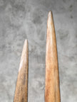 Pair of Natural Tusks on Stand – Rustic Tribal Decor, Bone Sculpture, African Style Accent - Tusk,A/043