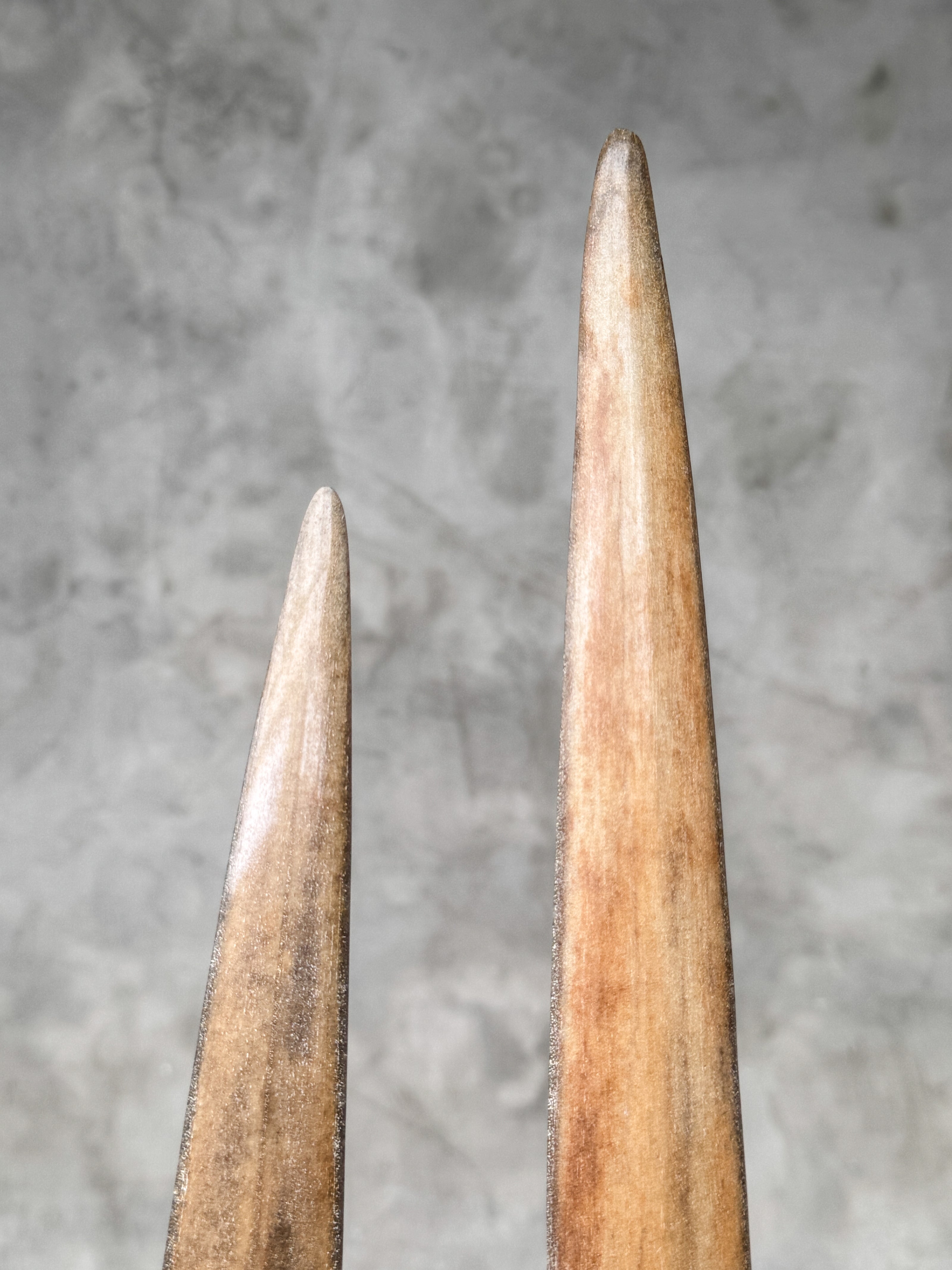 Pair of Natural Tusks on Stand – Rustic Tribal Decor, Bone Sculpture, African Style Accent - Tusk,A/043