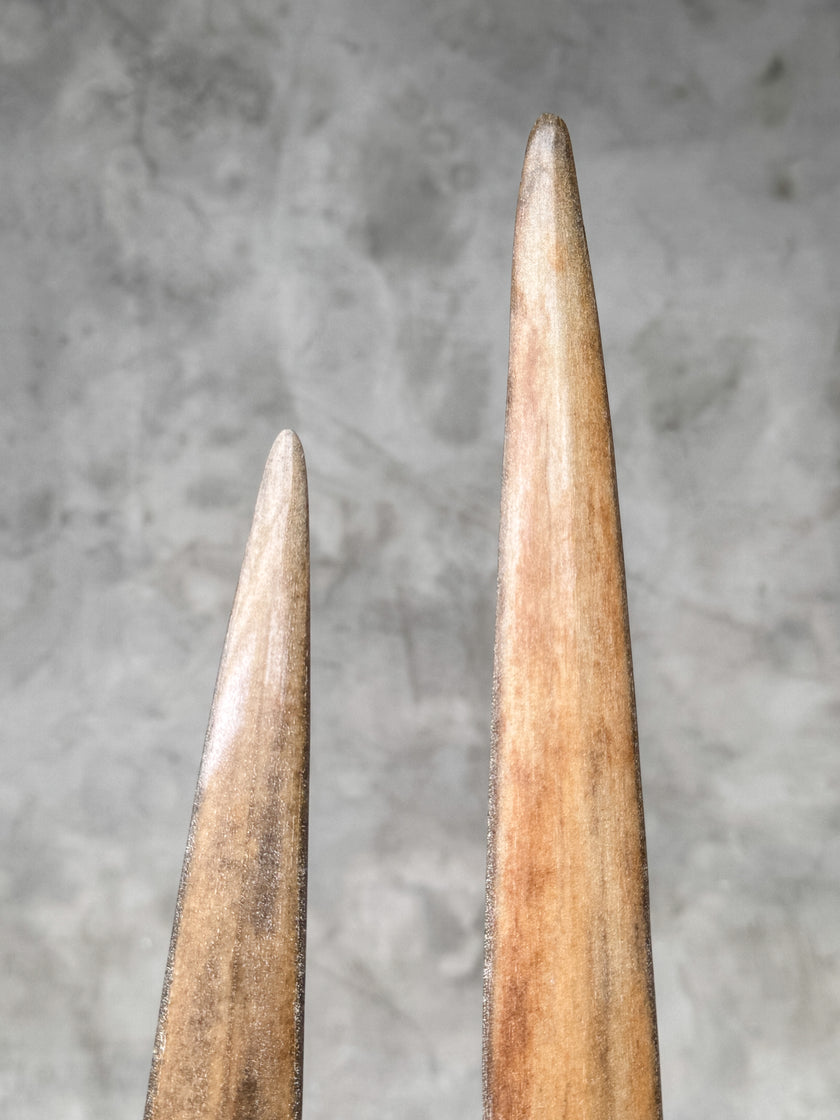 A Pair of Tusks on stand  | Tusk,A/043