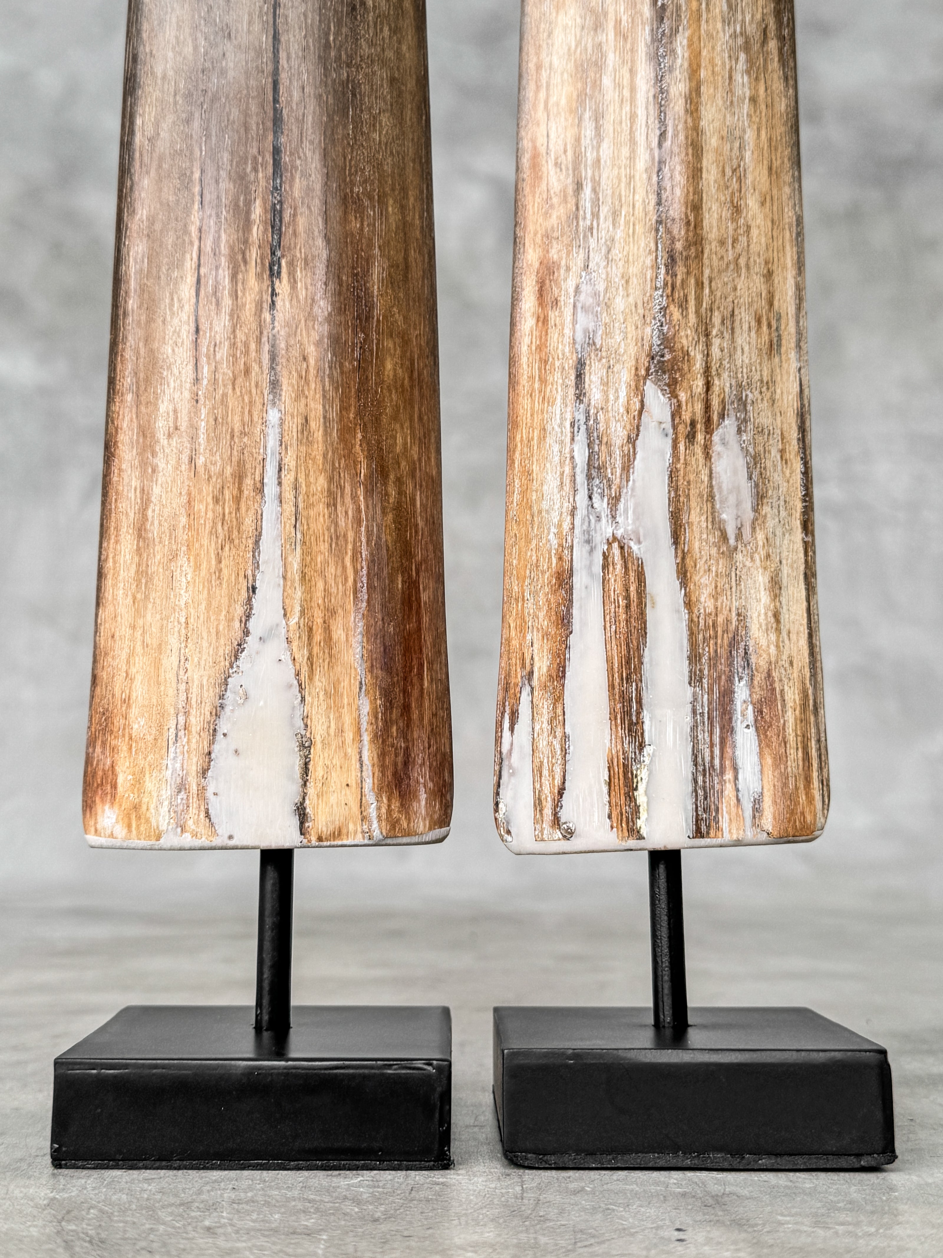 Pair of Natural Tusks on Stand – Rustic Tribal Decor, Bone Sculpture, African Style Accent - Tusk,A/043