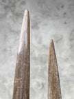 Pair of Natural Tusks on Stand – Rustic Tribal Decor, Bone Sculpture, African Style Accent - Tusk,A/043