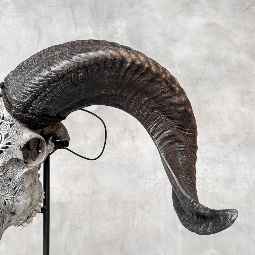 Carved Ram Skulls | Skull,A/112