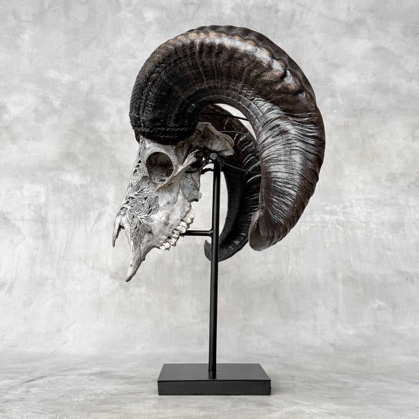 Carved Ram Skulls | Skull,A/112