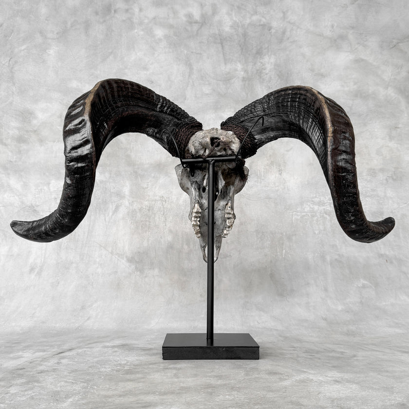 Carved Ram Skulls | Skull,A/112