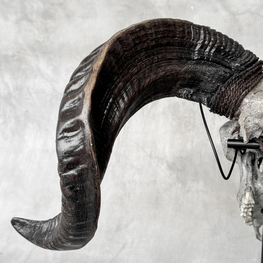 Carved Ram Skulls | Skull,A/112