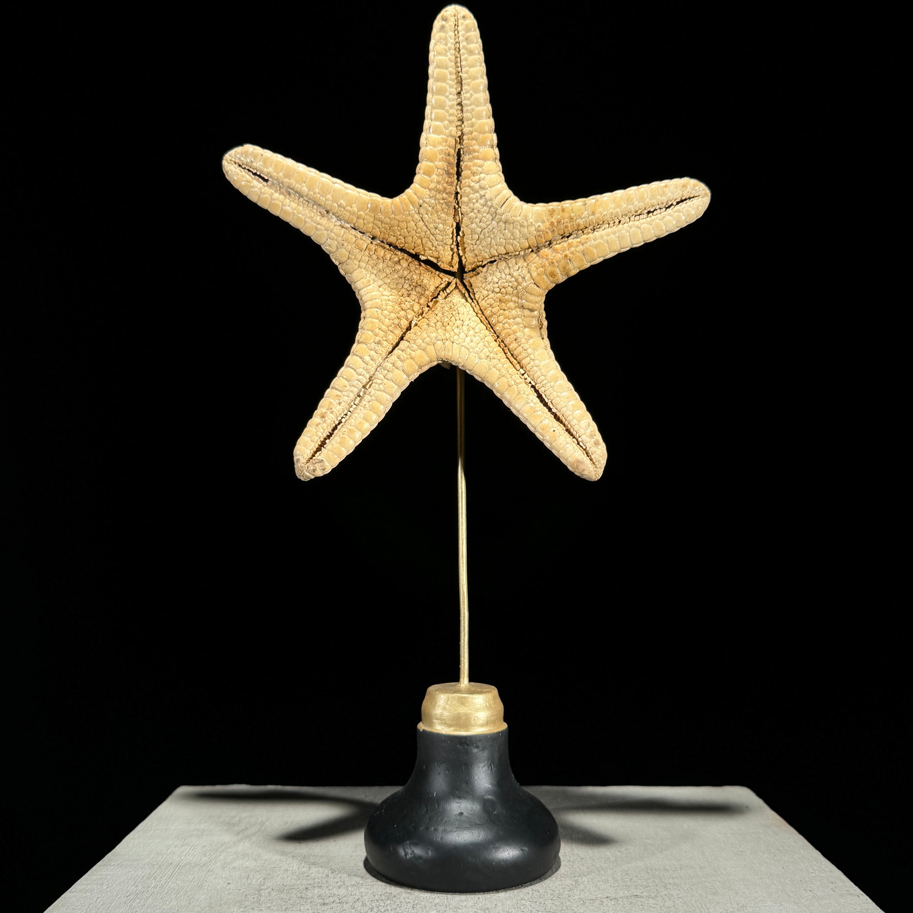 Starfish on a stand -L2/329