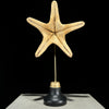 Starfish on a stand -L2/329