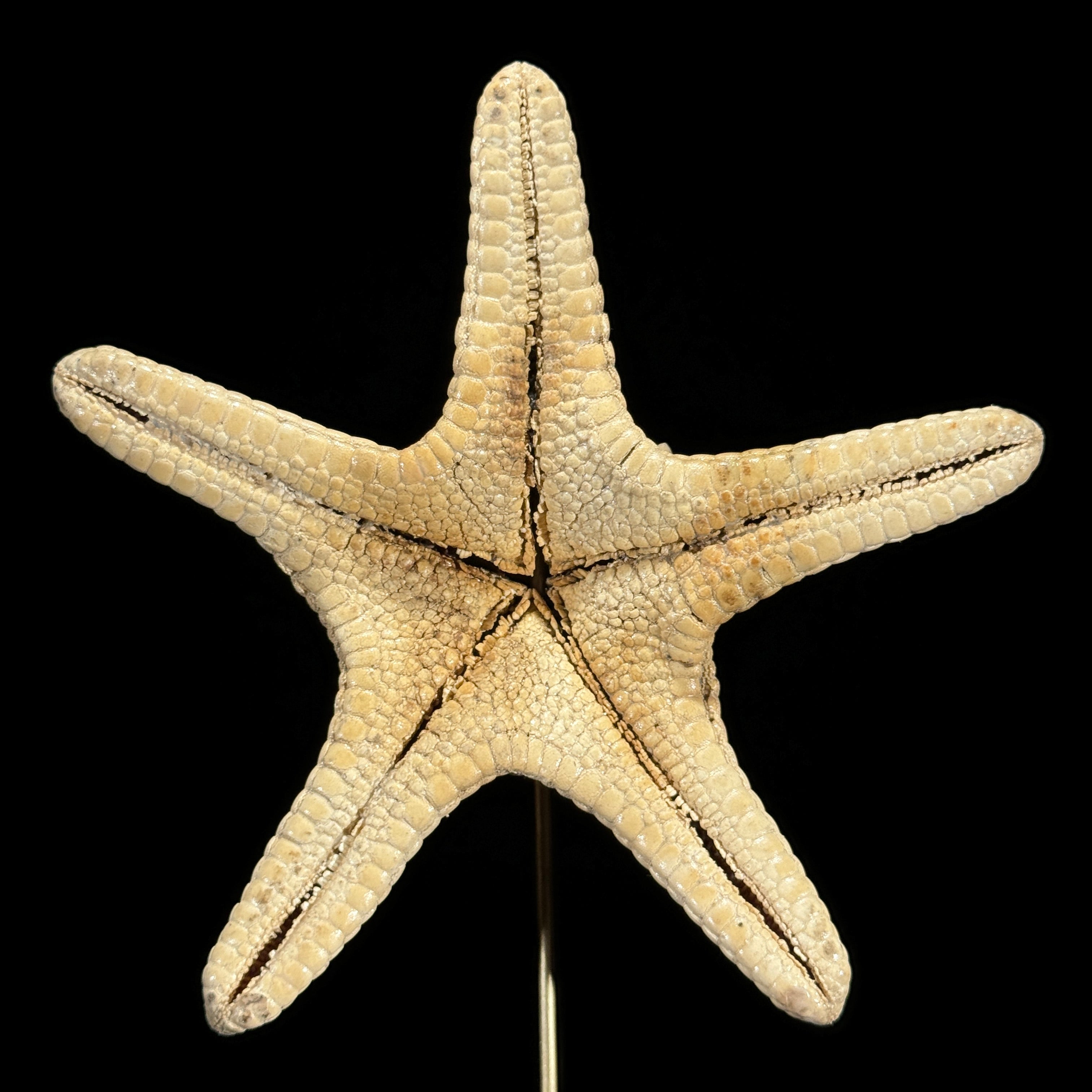 Starfish on a stand -L2/329