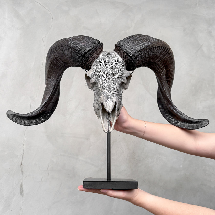 Carved Ram Skulls | Skull,A/112