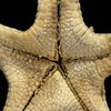 Starfish on a stand -L2/329