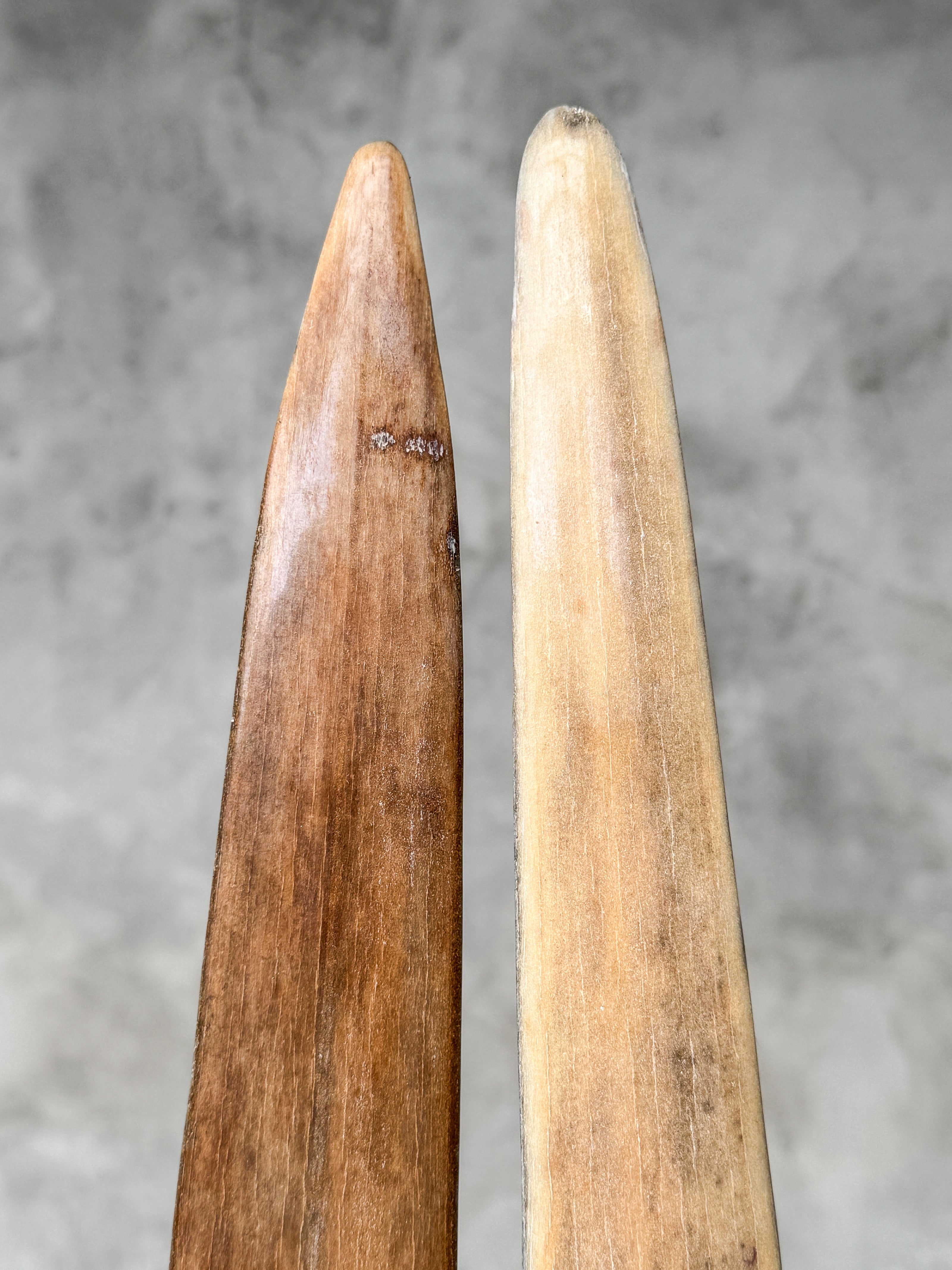 Pair of Natural Tusks on Stand – Rustic Tribal Decor, Bone Sculpture, African Style Accent - Tusk,A/042