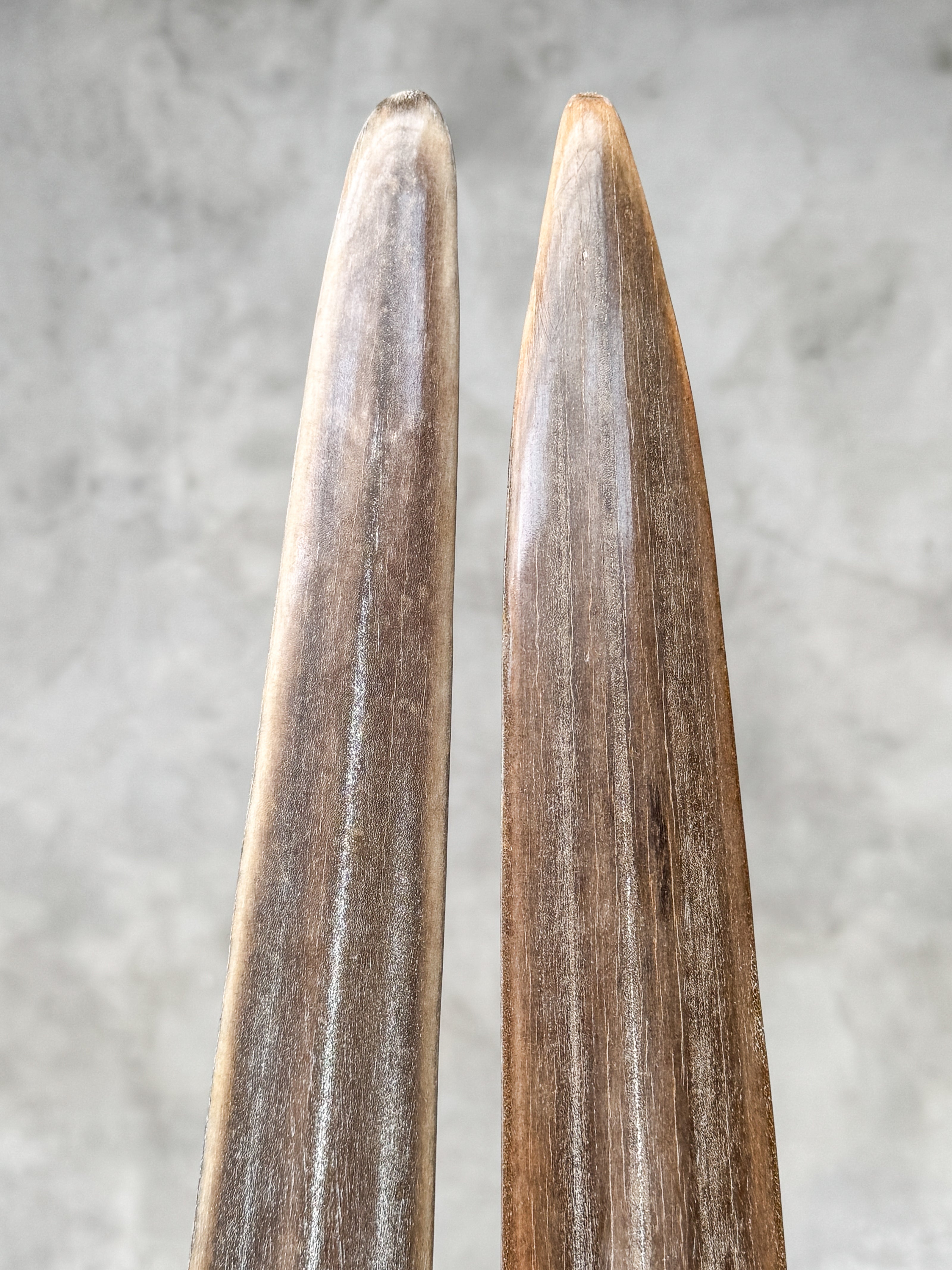 Pair of Natural Tusks on Stand – Rustic Tribal Decor, Bone Sculpture, African Style Accent - Tusk,A/042