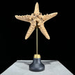 Starfish on a stand -M2/328