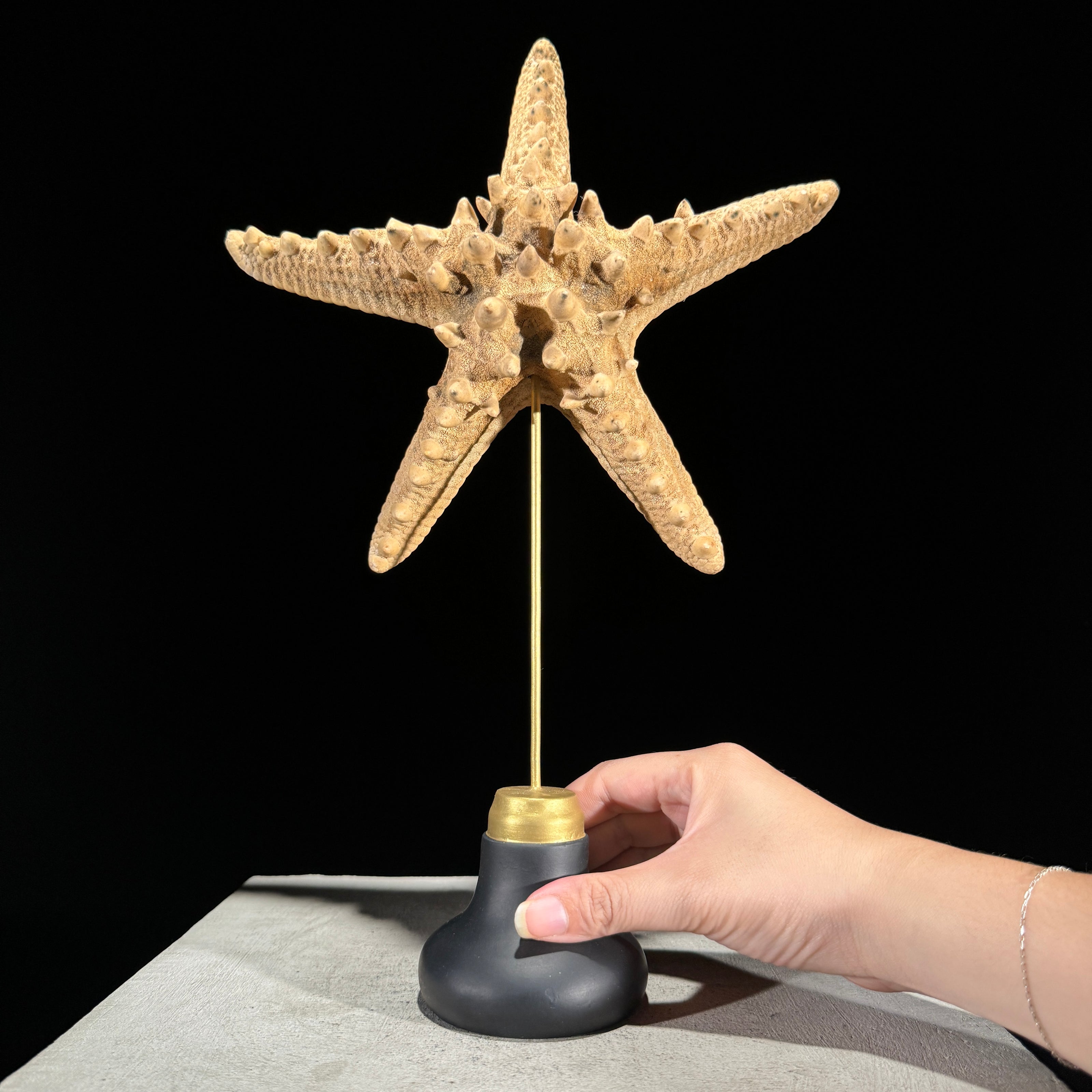 Starfish on a stand -M2/328