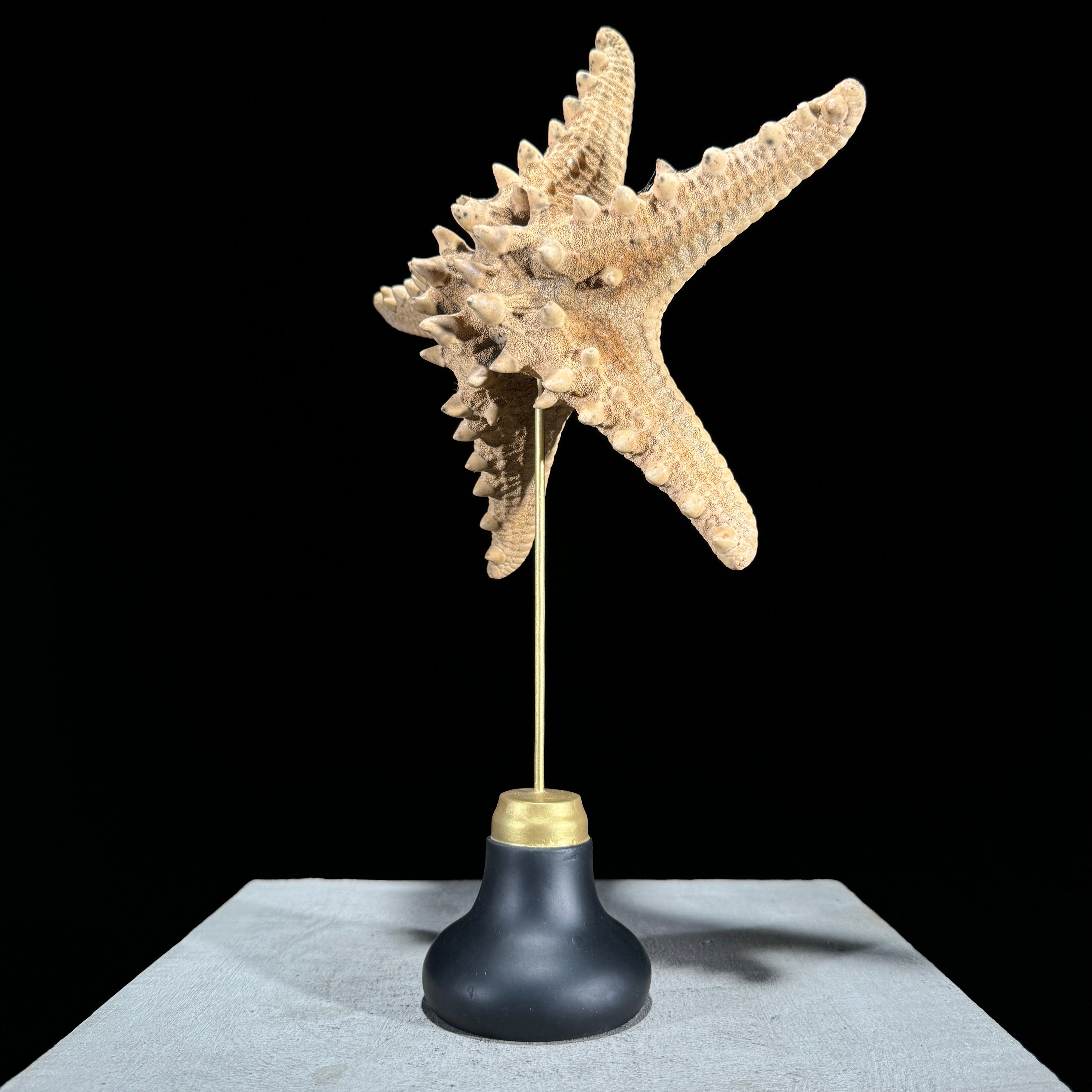 Starfish on a stand -M2/328