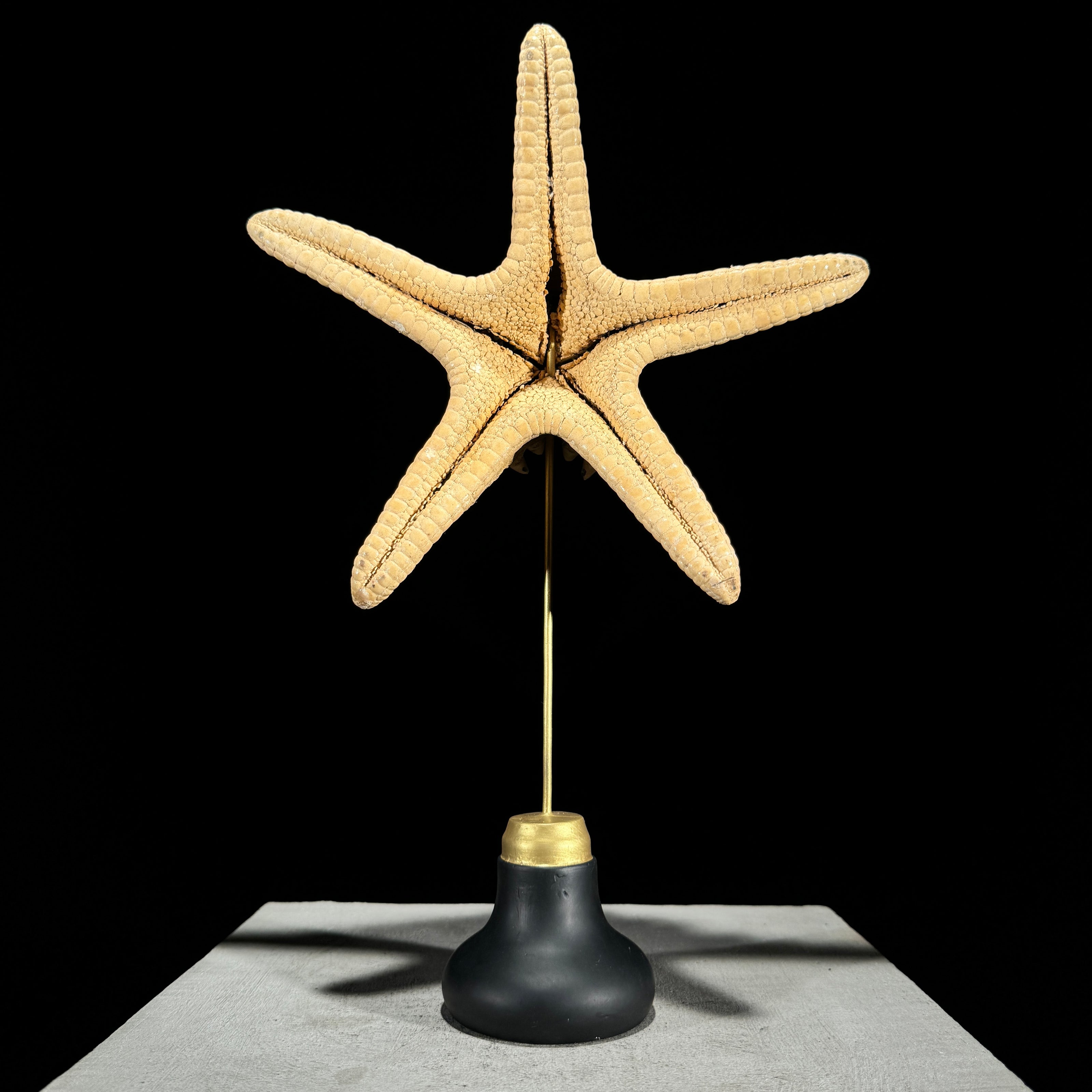 Starfish on a stand -M2/328