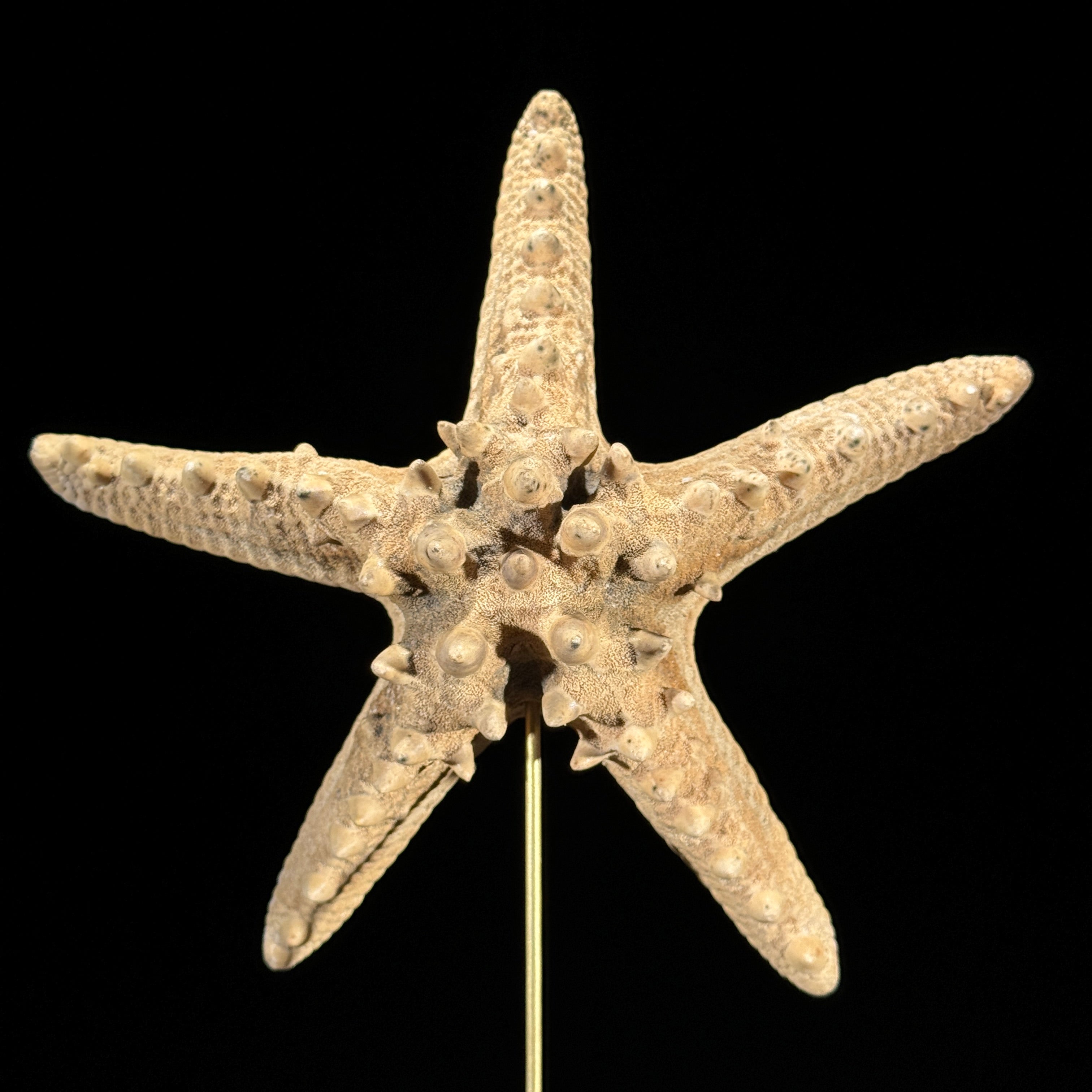 Starfish on a stand -M2/328